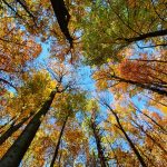 Listopadovou fotosoutěž vyhráli podzimníčci druháků