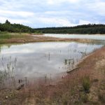 Cvrček a saranče dokazují, že přírodě blízká obnova těžebních prostorů pomáhá přírodě
