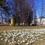 České Budějovice se probouzí do jara a rozkvétají