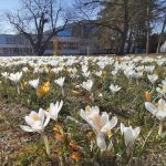 České Budějovice se probouzí do jara a rozkvétají