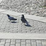 Obyvatelé Českých Budějovic se seznámili s životem ptáků ve městě. Nepřítelem holubů je tu sokol