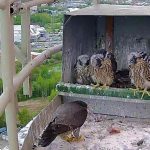 Obyvatelé Českých Budějovic se seznámili s životem ptáků ve městě. Nepřítelem holubů je tu sokol