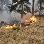 U Kroclova hasili přes noc požár lesa