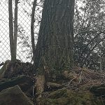 Vandal se vyřádil na stromech v Hostkovicích. Naříznul obvod jejich kmenů