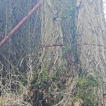 Vandal se vyřádil na stromech v Hostkovicích. Naříznul obvod jejich kmenů