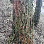 Vandal se vyřádil na stromech v Hostkovicích. Naříznul obvod jejich kmenů