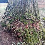 Vandal se vyřádil na stromech v Hostkovicích. Naříznul obvod jejich kmenů
