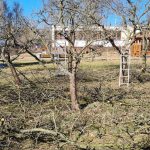 Obyvatel táborského sídliště věnoval městu bezplatné ošetření stromů