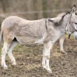 ZOO Tábor zachránila březí oslice před jistou smrtí