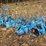 Dobrovolníci vysadili v lese u Krumlova tisíc nových stromků