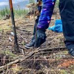 Dobrovolníci vysadili v lese u Krumlova tisíc nových stromků