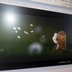 V Muzeu fotografie je poslední šance vidět výstavu o přírodě v zemích visegrádské skupiny