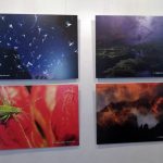 V Muzeu fotografie je poslední šance vidět výstavu o přírodě v zemích visegrádské skupiny