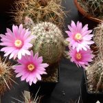 Kvetoucí kaktusy a sukulenty vystavují do pondělí v botanické zahradě v Táboře