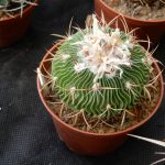 Kvetoucí kaktusy a sukulenty vystavují do pondělí v botanické zahradě v Táboře
