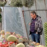 Kvetoucí kaktusy a sukulenty vystavují do pondělí v botanické zahradě v Táboře