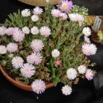 Kvetoucí kaktusy a sukulenty vystavují do pondělí v botanické zahradě v Táboře
