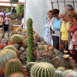 Kvetoucí kaktusy a sukulenty vystavují do pondělí v botanické zahradě v Táboře