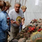 Kvetoucí kaktusy a sukulenty vystavují do pondělí v botanické zahradě v Táboře