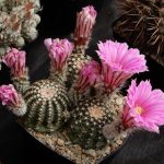 Kvetoucí kaktusy a sukulenty vystavují do pondělí v botanické zahradě v Táboře