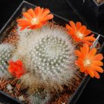 Kvetoucí kaktusy a sukulenty vystavují do pondělí v botanické zahradě v Táboře