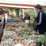 Kvetoucí kaktusy a sukulenty vystavují do pondělí v botanické zahradě v Táboře