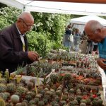 Kvetoucí kaktusy a sukulenty vystavují do pondělí v botanické zahradě v Táboře