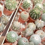 Kvetoucí kaktusy a sukulenty vystavují do pondělí v botanické zahradě v Táboře