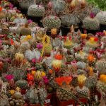 Kvetoucí kaktusy a sukulenty vystavují do pondělí v botanické zahradě v Táboře