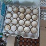 Veterináři našli ve večerce na Českokrumlovsku téměř sto kilo závadného masa