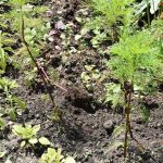 Na městské záhony v Písku dohlédnou kamery. Lidé kradou květiny ve velkém