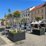 Stromy na českobudějovickém náměstí zvládnou i zimu