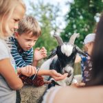 ZOO Hluboká je nejnavštěvovanějším cílem jižních Čech. AJG skokanem roku