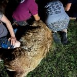 Vodňanští policisté v noci chytali u Mladějovic lamu