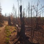 Dobrovolní hasiči z Jindřichova Hradce jeli pomáhat do Českého Švýcarska