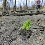 Jihočeští hasiči se vrací z boje s požárem ve Hřensku domů