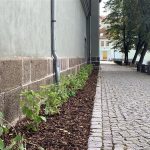 Hortenzie oživí promenádu pod píseckým hradem. Současně pomohou při deštích