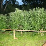 Několik pěstíren konopí odhalili kriminalisté na Kaplicku