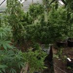 Několik pěstíren konopí odhalili kriminalisté na Kaplicku