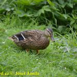 Táborské posádky zvítězily na domácích závodech ve veslování šestnáctkrát