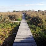 U Vrbenských rybníků vyrostla nová věž pro pozorování ptáků