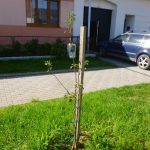 Hrušně z Prachatic putovaly do moravské obce zničené tornádem. Stromům se daří