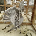 Chovatelé se ve Vimperku sešli už po sedmapadesáté