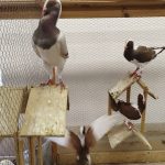 Chovatelé se ve Vimperku sešli už po sedmapadesáté