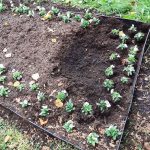 Záhony v Písku jsou připravené na jaro, opět ale čelí vandalům