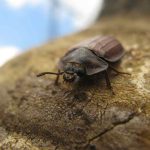V Národním parku Šumava se daří vzácnému broukovi kornatci
