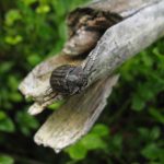 V Národním parku Šumava se daří vzácnému broukovi kornatci