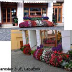 Květinová soutěž v Jindřichově Hradci už má vítěze. Ceny si převzali v refektáři muzea fotografie