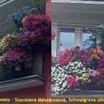 Květinová soutěž v Jindřichově Hradci už má vítěze. Ceny si převzali v refektáři muzea fotografie