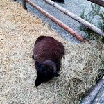 Adventní dny na hradeckém zámku si nenechalo ujít víc než deset tisíc návštěvníků